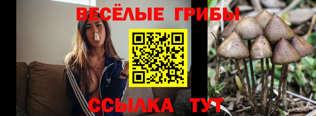 Псилоцибиновые грибы Psilocybine cubensis Ростов Великий